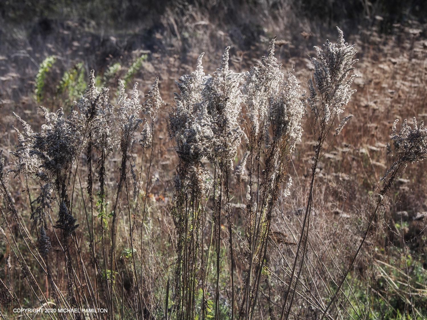 Plants